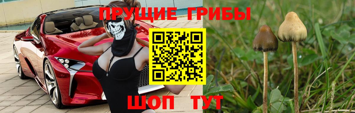 Соль-Илецк  Псилоцибиновые грибы Magic Shrooms  Галлюциногенные грибы MAGIC MUSHROOMS  Вход с VPN 
